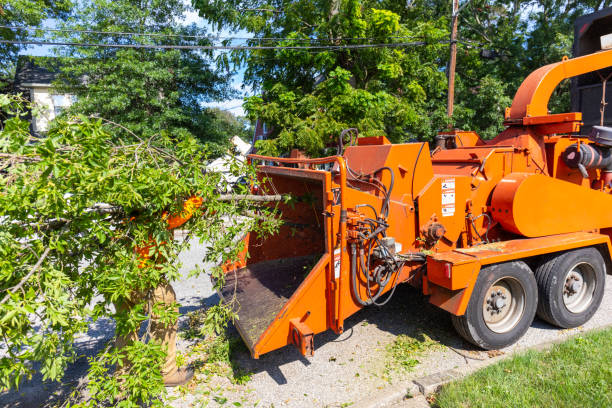 Best Tree Care Services  in Boerne, TX